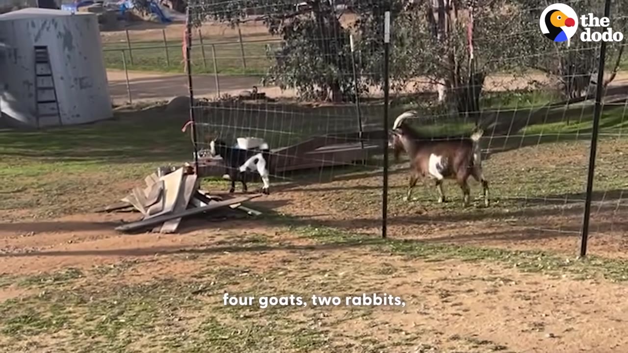 Two goats walking in a grassy, fenced-in outdoor enclosure at an animal sanctuary.