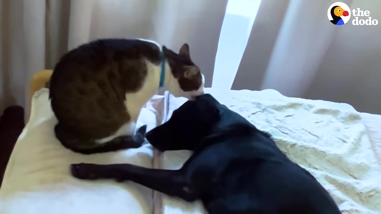 A brown and white cat sits on a bed and licks the head of a black dog lying down next to it.