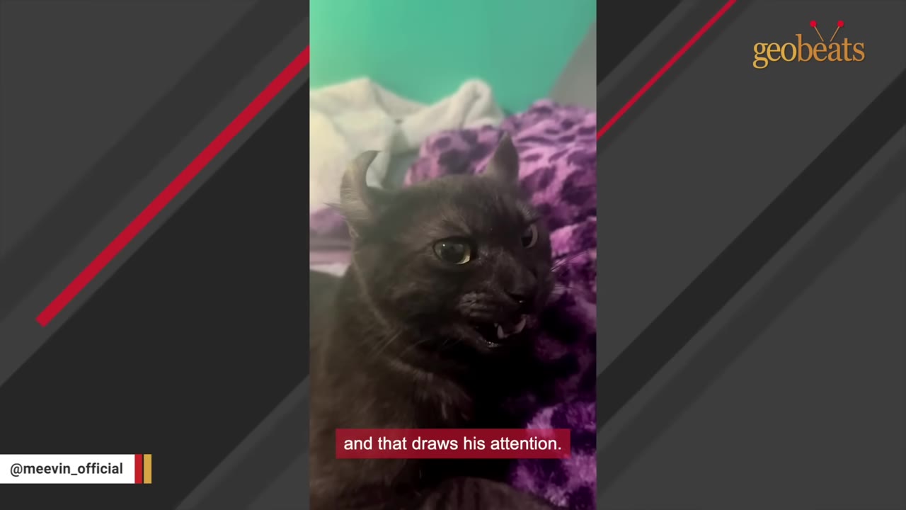 A close-up shot of a black cat with curled ears looking alertly to the side with its mouth slightly open.