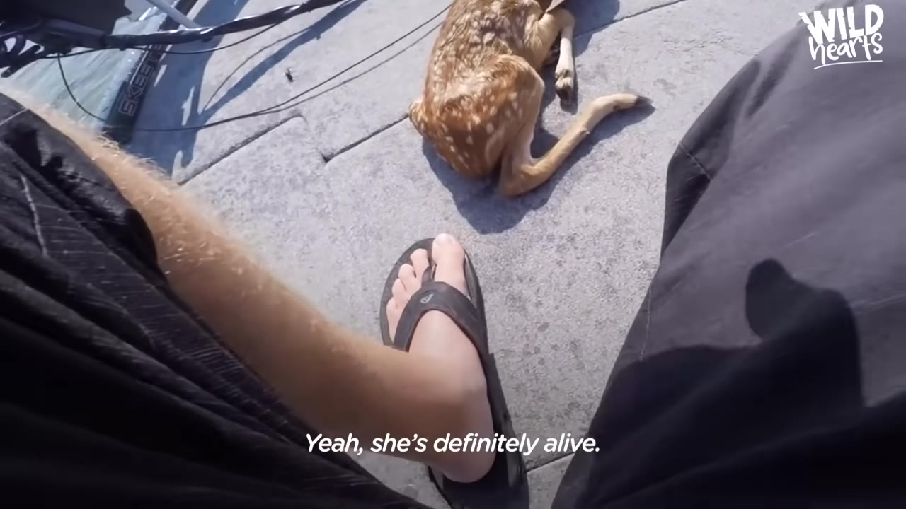 A high-angle shot of a small, spotted fawn lying on the carpeted deck of a boat next to a person's foot in a flip-flop, with the subtitle 'Yeah, she's definitely alive.'