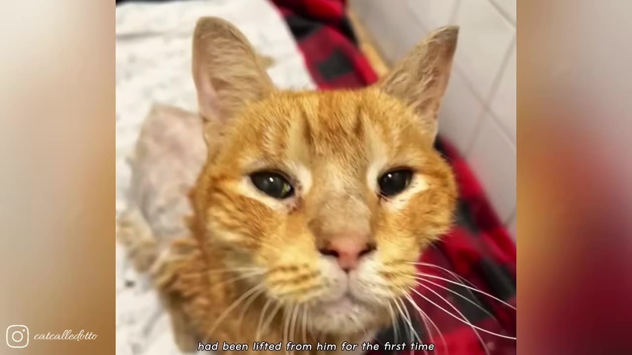 A close-up portrait of an orange tabby cat looking directly at the camera with a gentle expression.