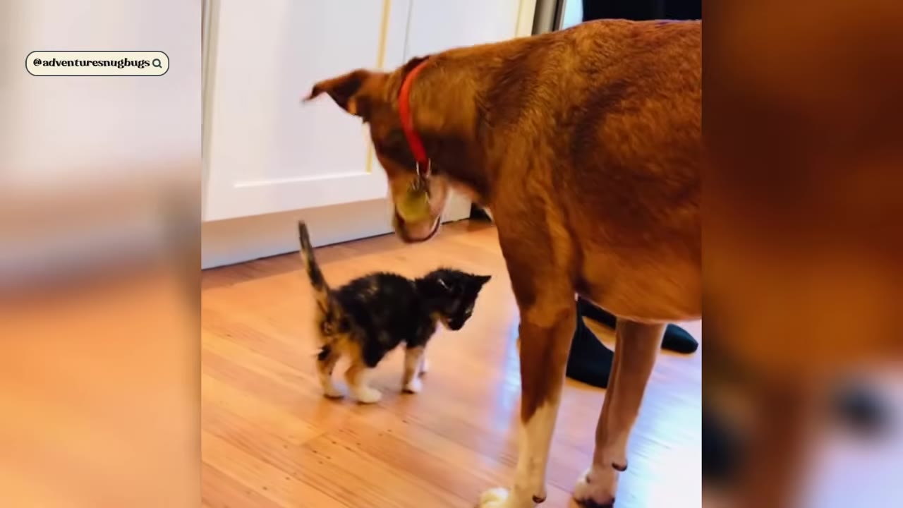 A medium-sized brown dog with a red collar stands on a wooden floor, looking down at a tiny black, brown, and white kitten.