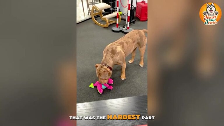 California Dog Saved From A Dark Place Had Never Seen A Toy, But One Trip To The Beach Changed Everything