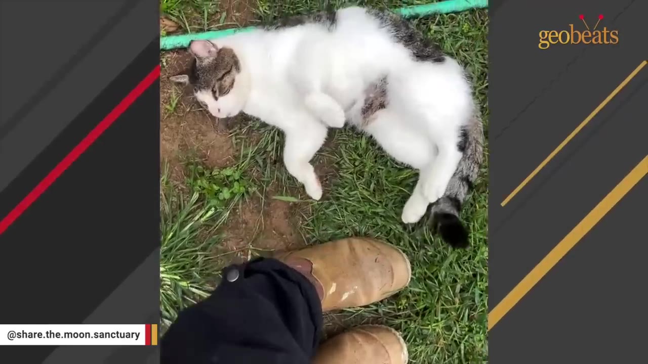A white and tabby cat lying on its back on the grass, exposing its belly next to a person's boots.