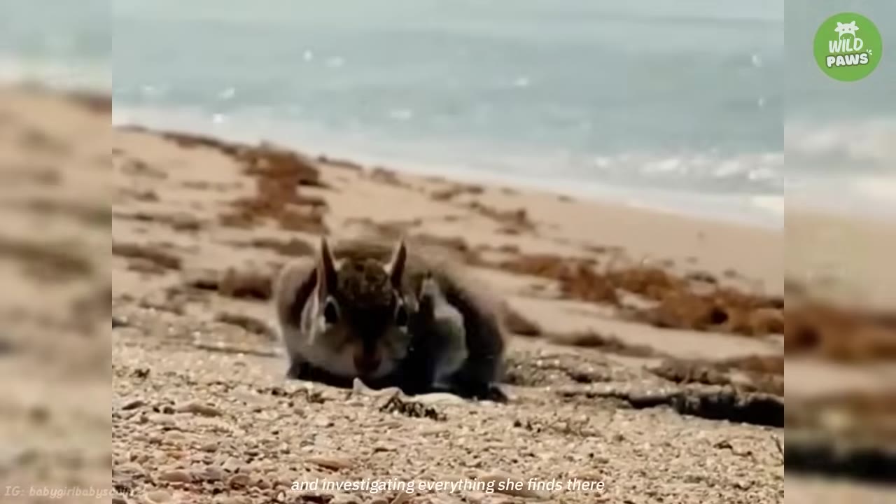 A close-up shot of a small squirrel exploring a sandy beach with ocean waves in the background.