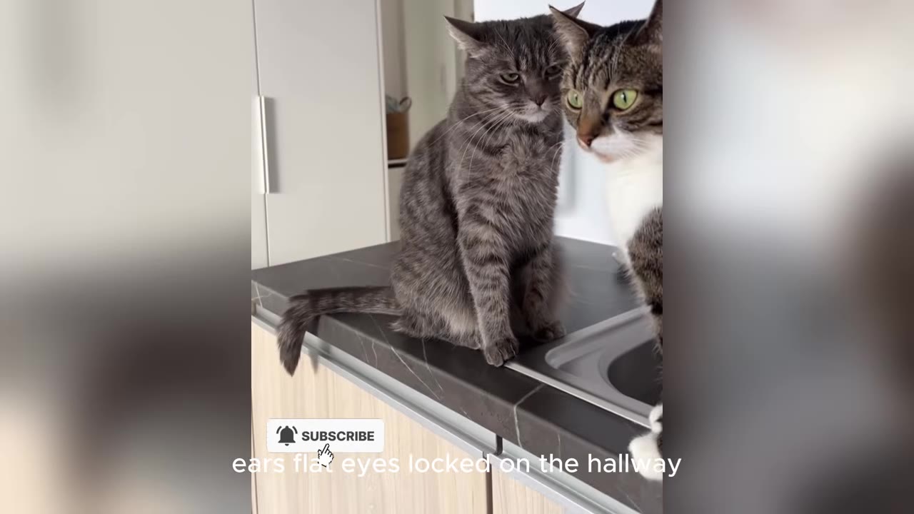 Two tabby cats sit on a kitchen counter near a sink, looking alertly toward the side.