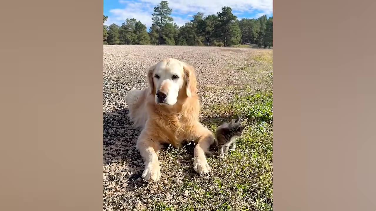 A golden retriever lies on a gravel path next to a small tabby kitten standing in the grass, with trees in the background.
