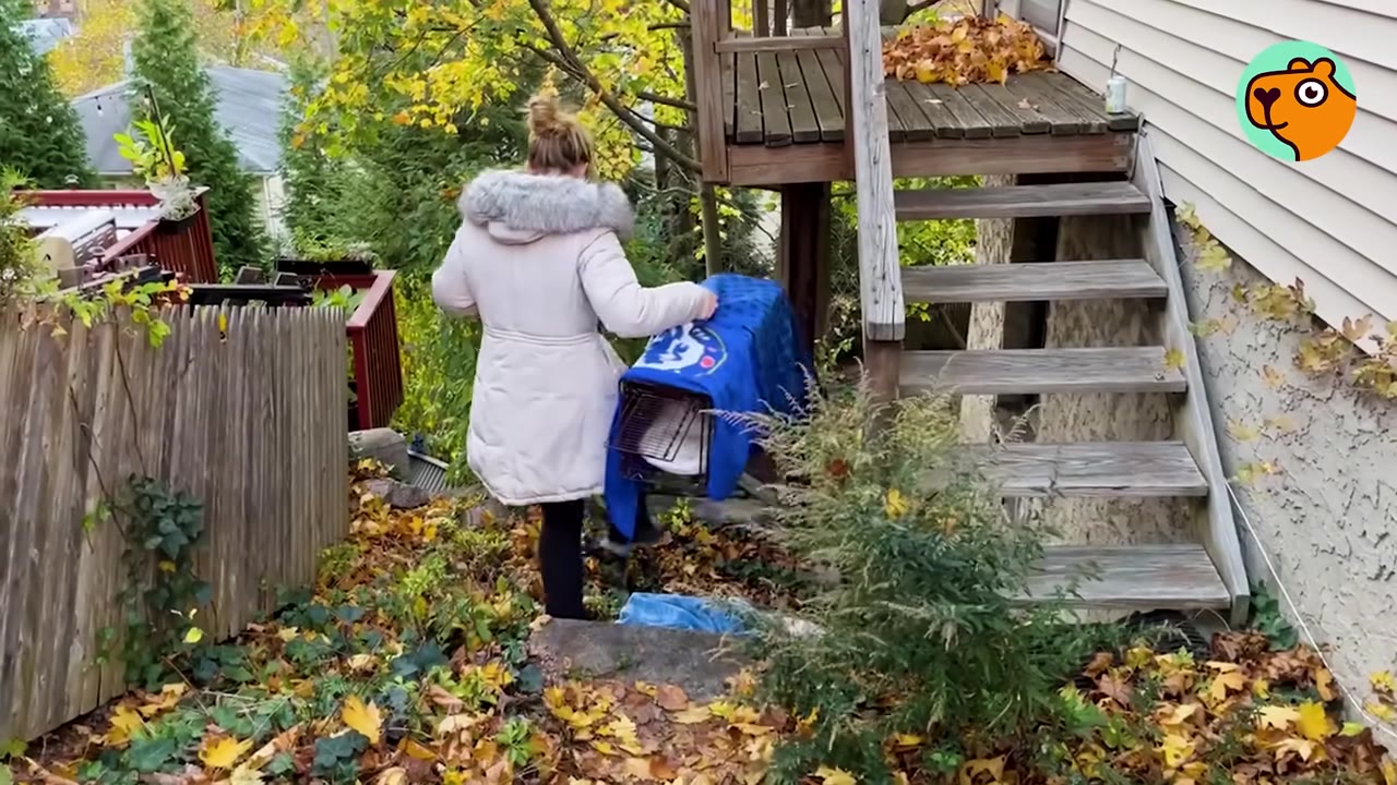 A woman in a white winter coat carrying a blue-covered humane animal trap down outdoor wooden stairs surrounded by autumn leaves.
