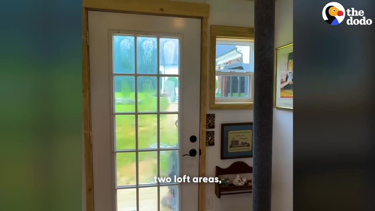 An interior view of a cat cabin showing a white door with glass panes, a window, and a carpeted scratching post.