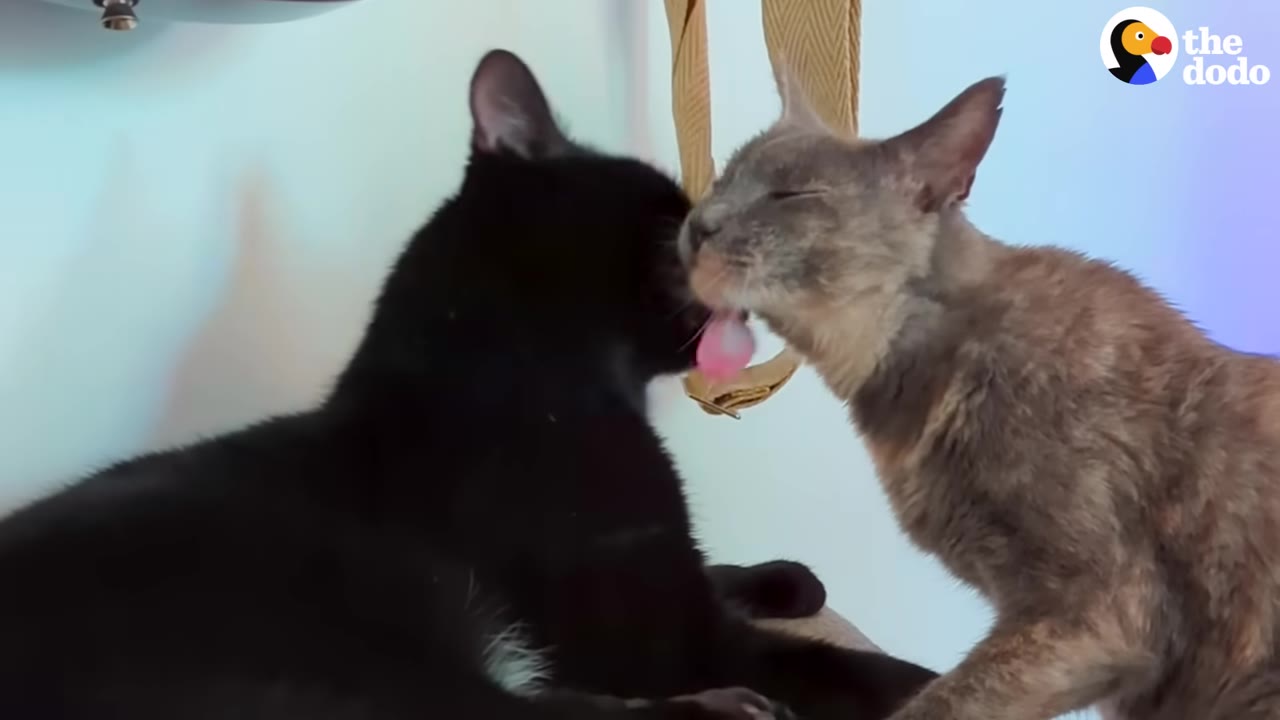 A grey-and-tan cat licks the face of a black cat in a close-up shot.
