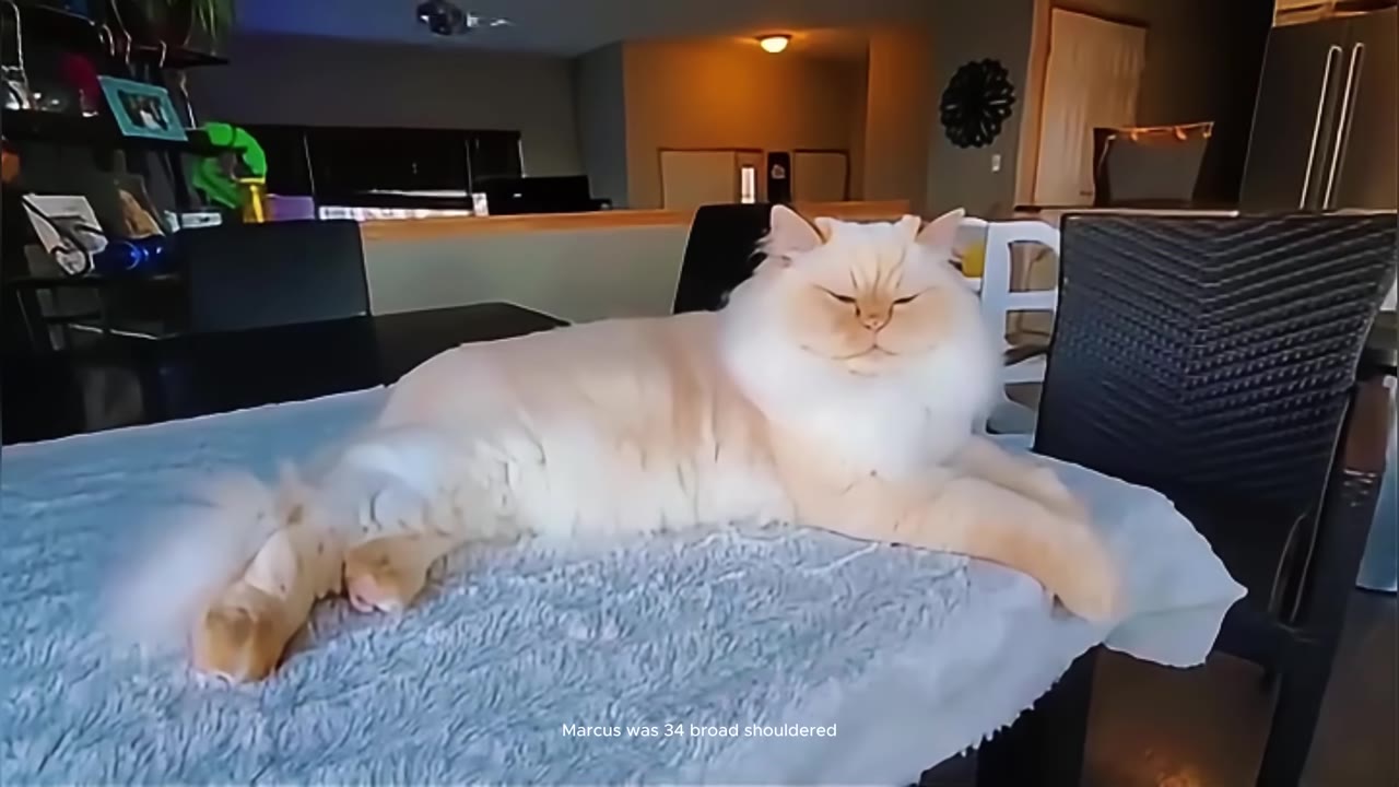 A fluffy, light-colored long-haired cat lying comfortably on a blue blanket on a table inside a home.
