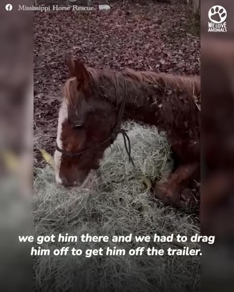A brown and white horse lying down on a pile of hay, eating, with a caption that reads 'we got him there and we had to drag him off to get him off the trailer.'