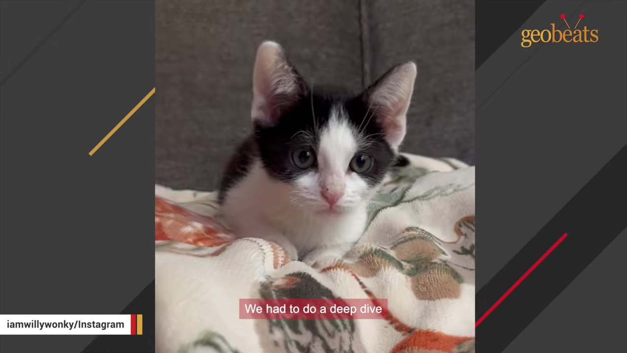 A small black and white kitten sitting on a patterned blanket, looking directly at the camera.