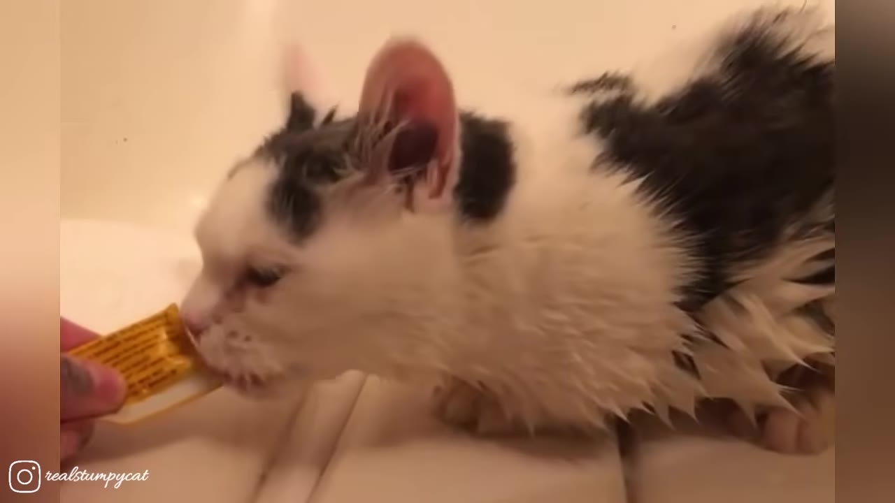 A close-up of a wet black and white cat licking a treat from a tube held by a person's hand.