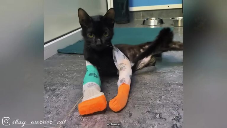 Florida Woman Flew Across The World For A Broken Cat, But His New Role Will Leave You In Tears