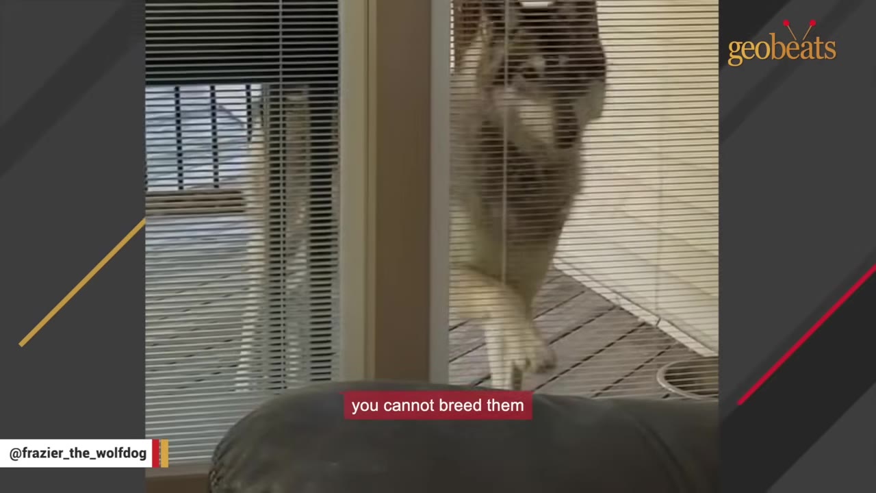 A wolfdog stands on an outdoor deck, looking inside through a glass door with partially closed blinds.