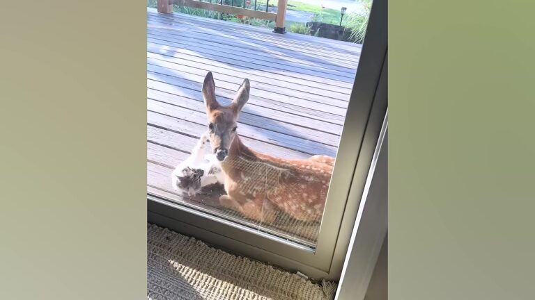 Wisconsin Woman Wonders Why A Wild Deer Keeps Visiting, Until She Spots It With Her Cat