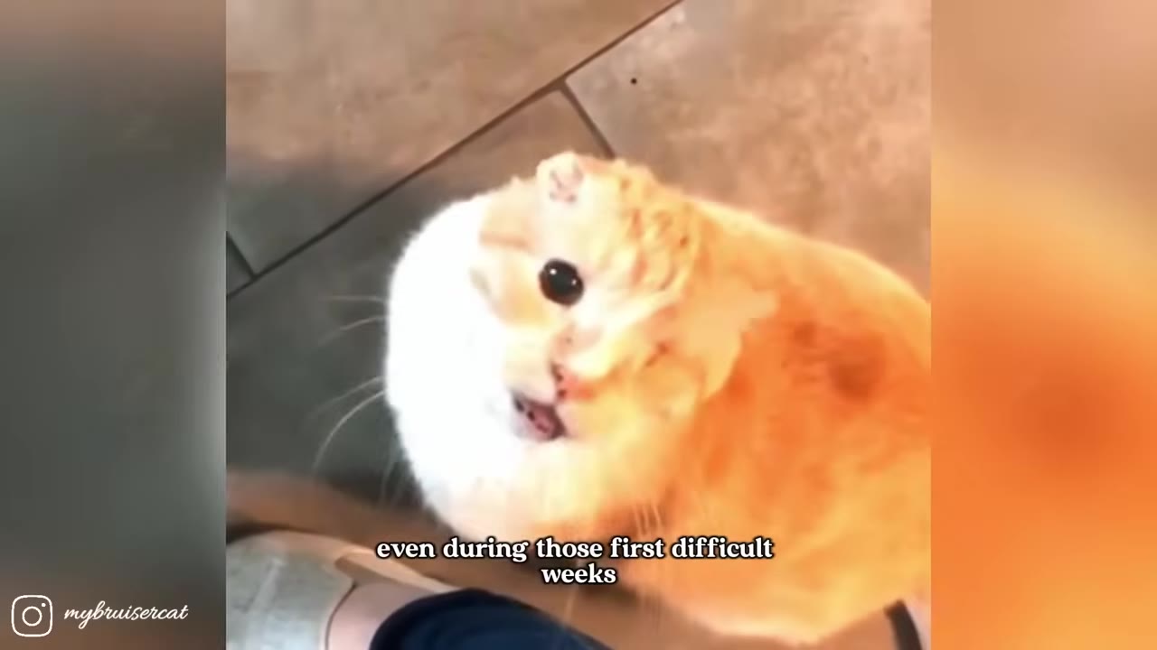 An orange and white cat with folded ears looks up at the camera with large dark eyes.
