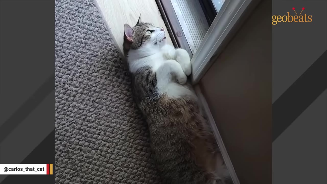 A tabby and white cat lying on its back on a carpeted floor inside, looking up towards a glass door.