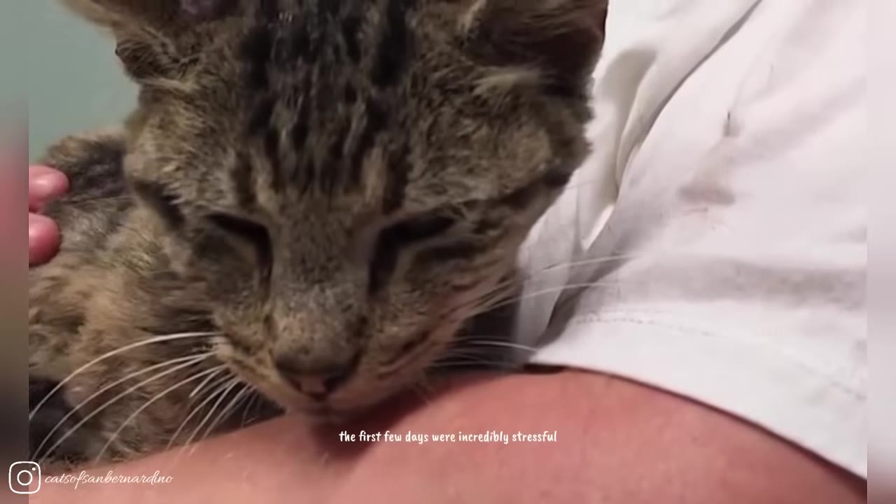 A close-up of a tabby cat with closed eyes resting on a person's arm, looking weak and tired.