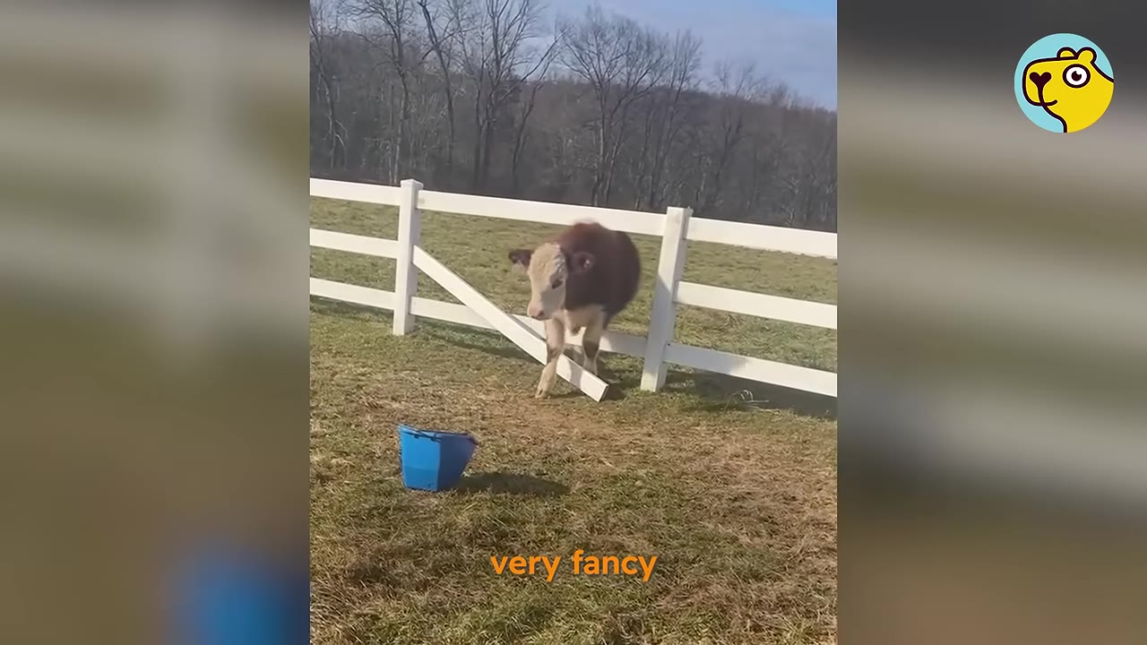 A brown and white calf squeezing through a white wooden fence on a grassy field.