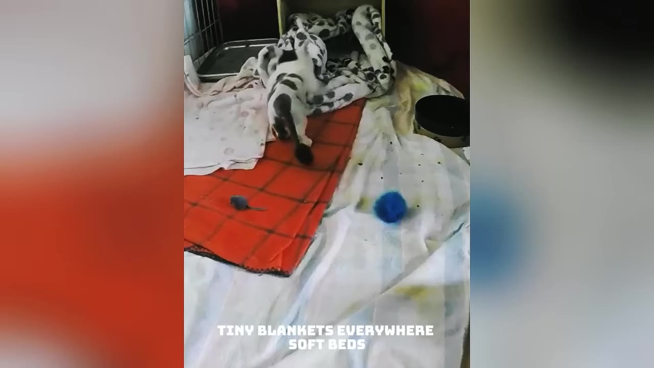 A small black and white cat walks on a red plaid blanket surrounded by soft white blankets and toys in a customized room.