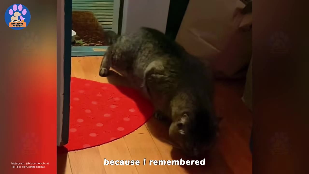 A large tabby cat is fully inside the house on a wooden floor next to a red semi-circular mat, with its head lowered to eat.