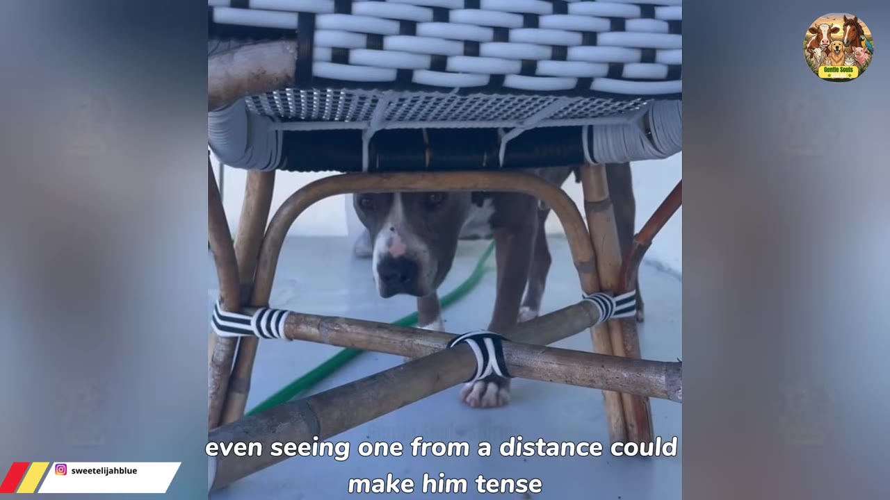 A gray and white dog peeks out cautiously from underneath a woven chair, looking tense and uncertain.
