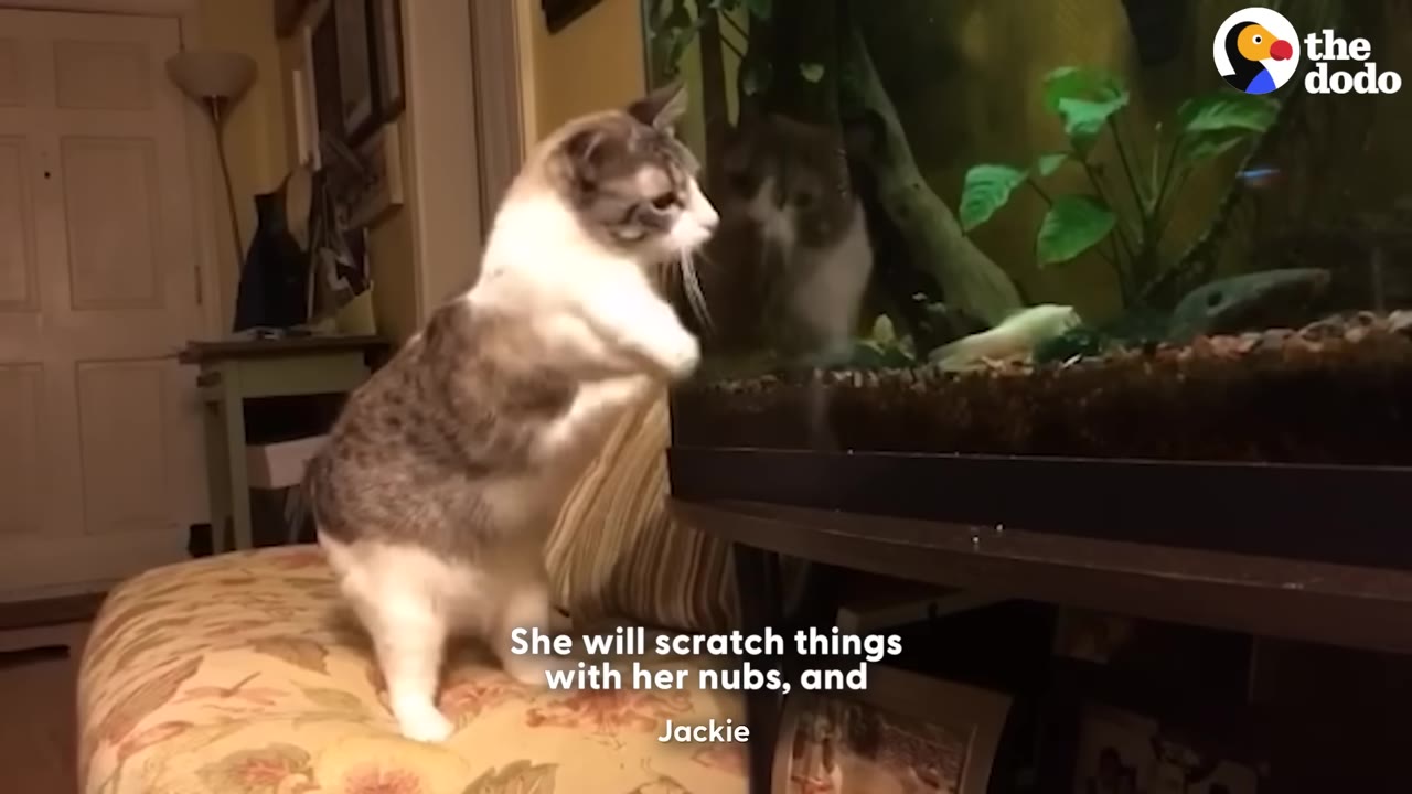 A two-legged cat stands on its hind legs on a patterned cushion, looking into a fish tank.