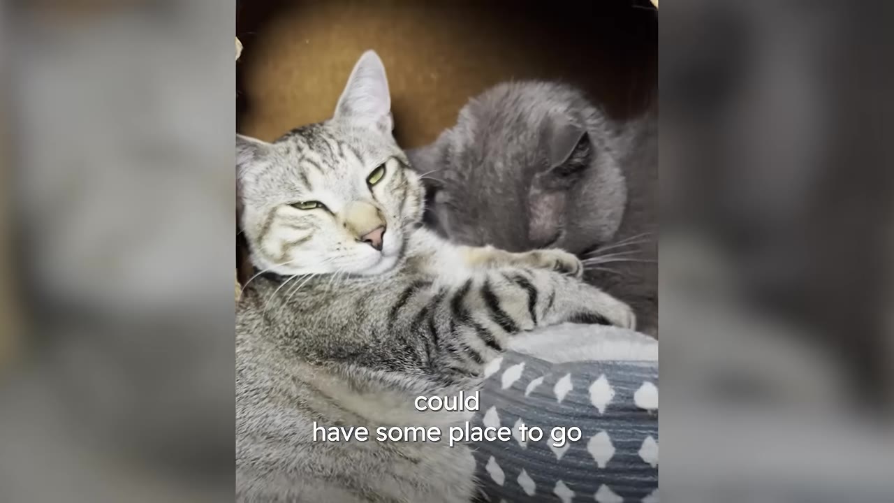 A tabby cat and a grey cat cuddle together inside a cardboard box.