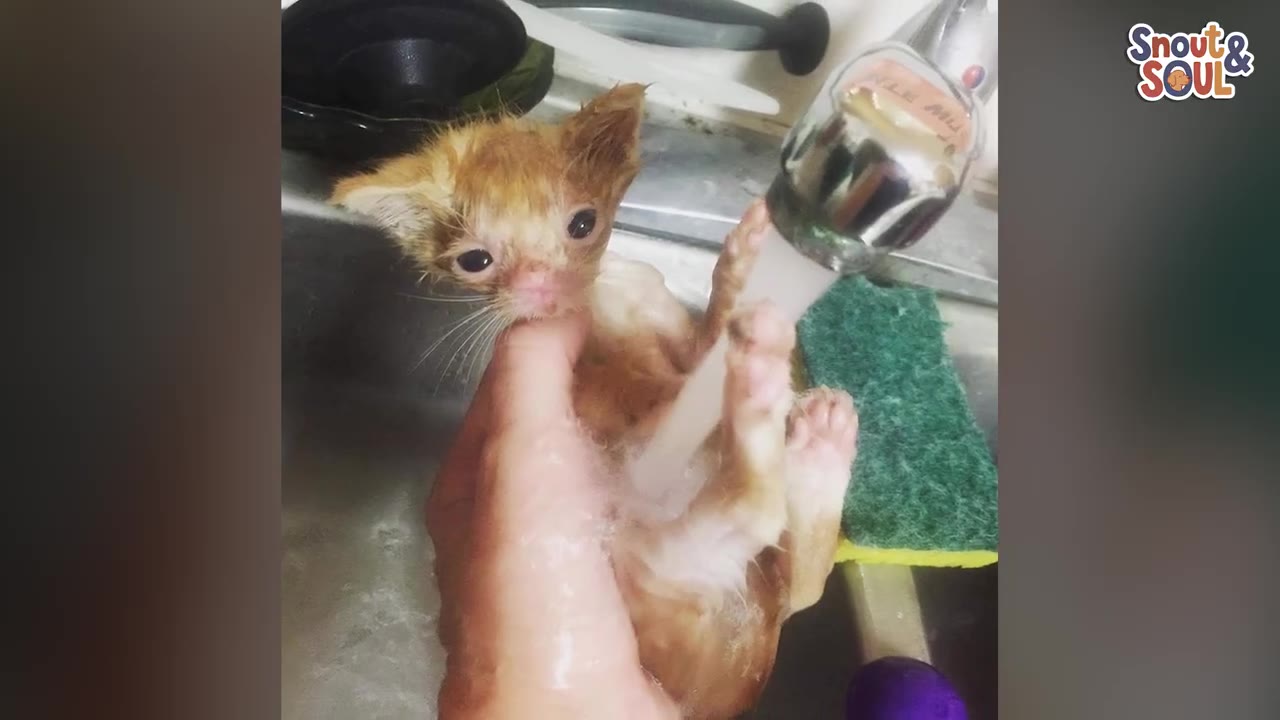 A tiny, wet orange kitten is held gently in a hand under a running kitchen faucet during a bath.