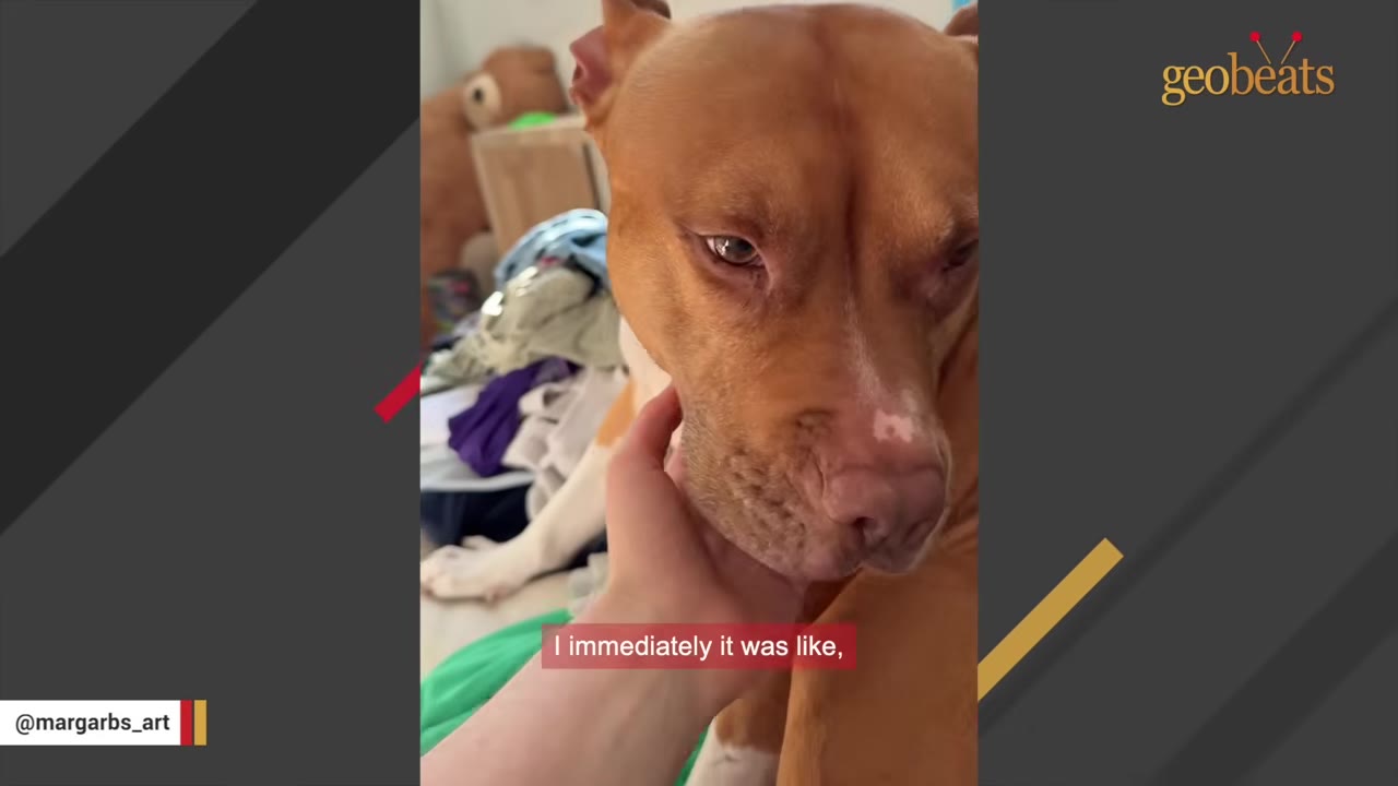 A close-up of a hand gently cradling the chin of a calm brown and white pit bull.