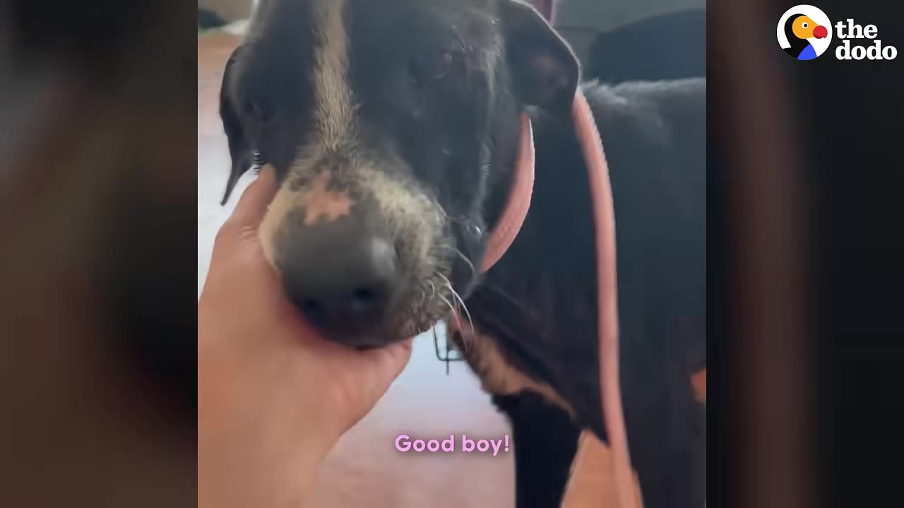 A close-up shot of a black dog with a pink collar being gently petted on the chin by a person's hand.