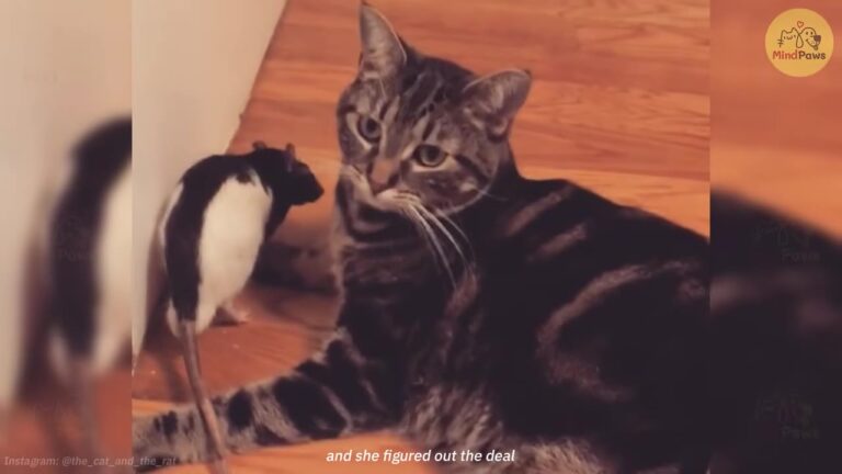 California Family Brings A Rat Into Their Cat’s Home, But What Unfolds Defies All Expectations