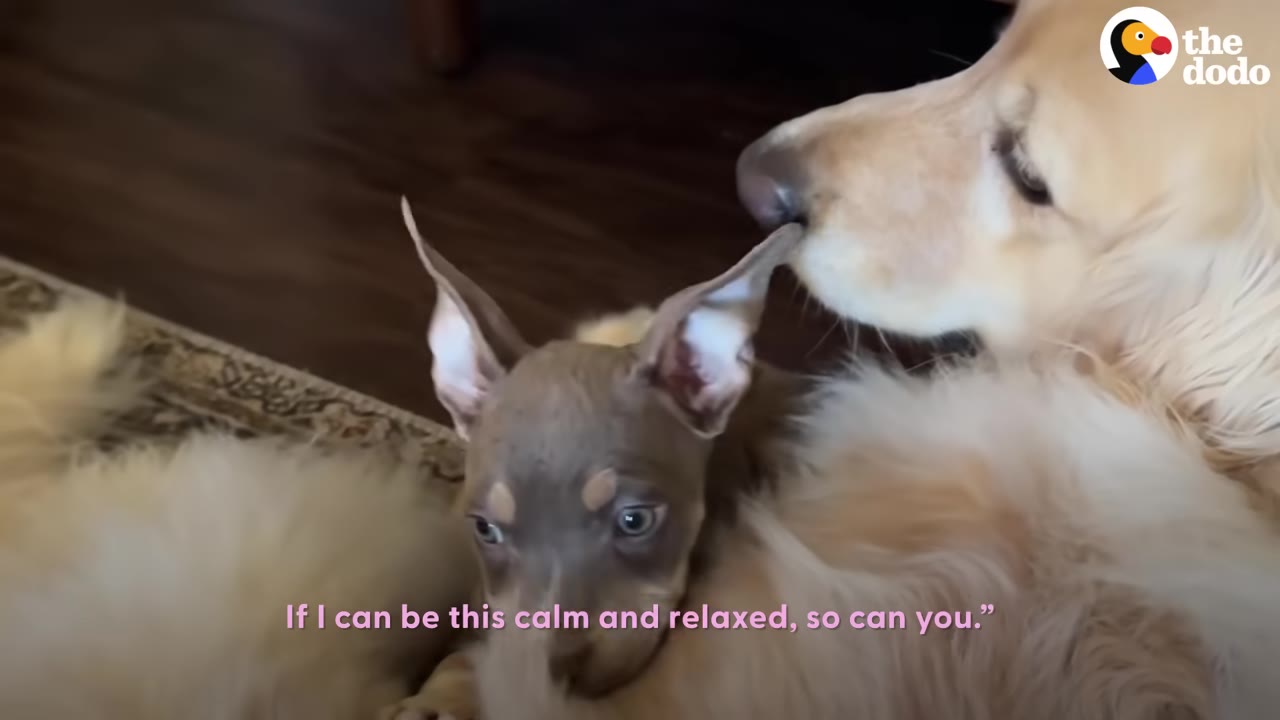 A golden retriever gently nuzzles the ear of a small, wide-eyed brown puppy lying next to it.