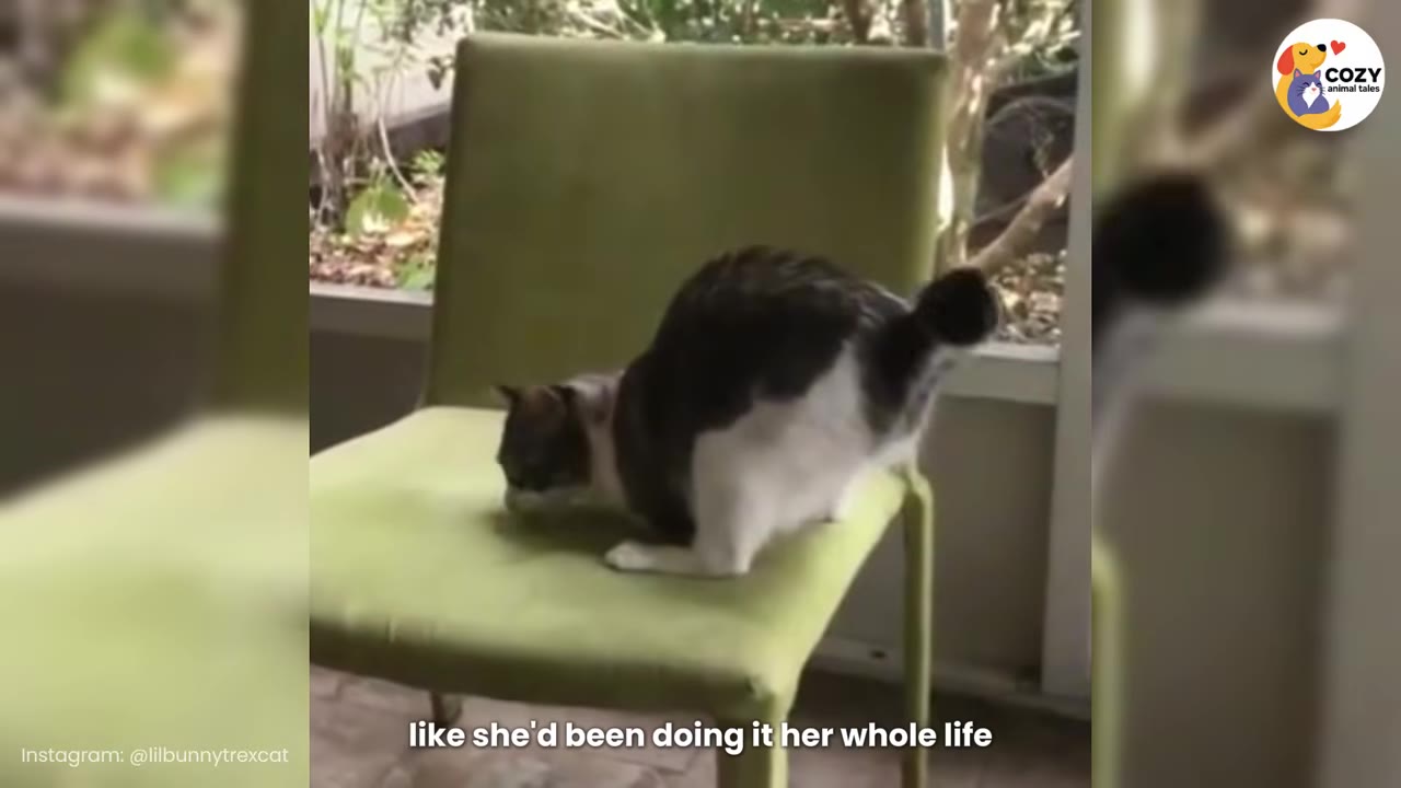 A two-legged cat balancing on its hind legs on a green chair.