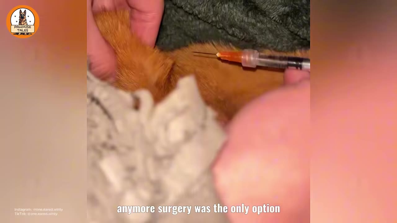 A close-up shot of a syringe being held near the neck of an orange cat, representing medical treatment.