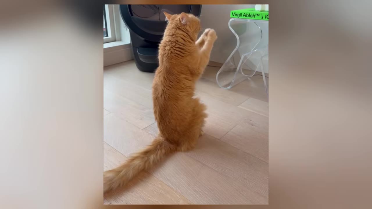 An orange cat standing on its hind legs on a wooden floor, looking upward with its paws raised.
