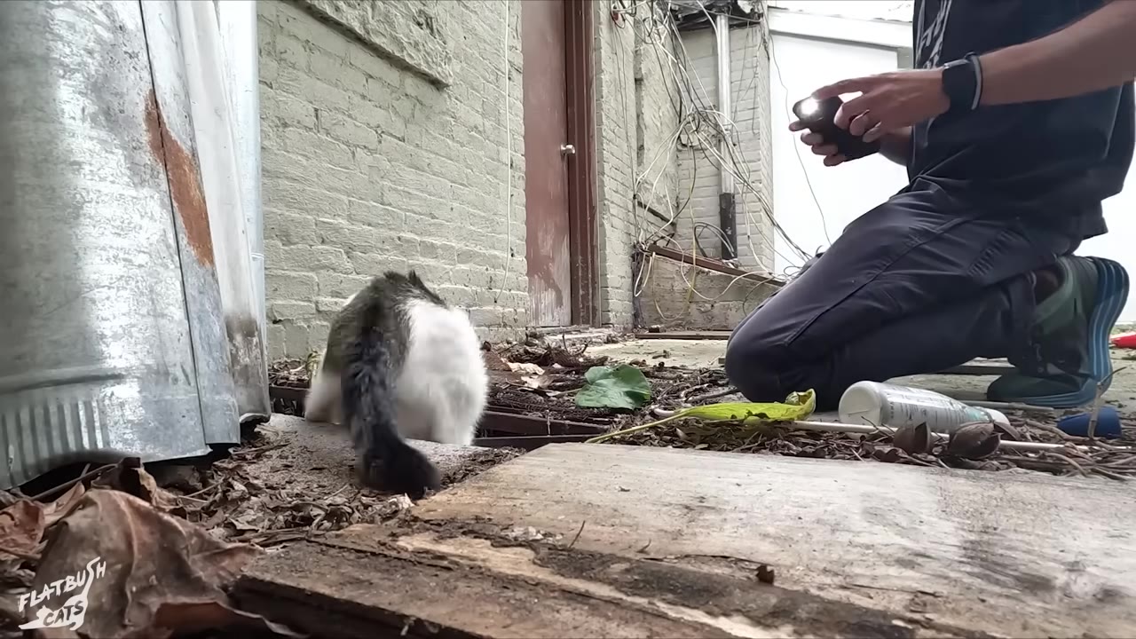 A rescuer kneels on the ground holding a phone with its flashlight on, as a black and white cat walks away from him toward a building opening.