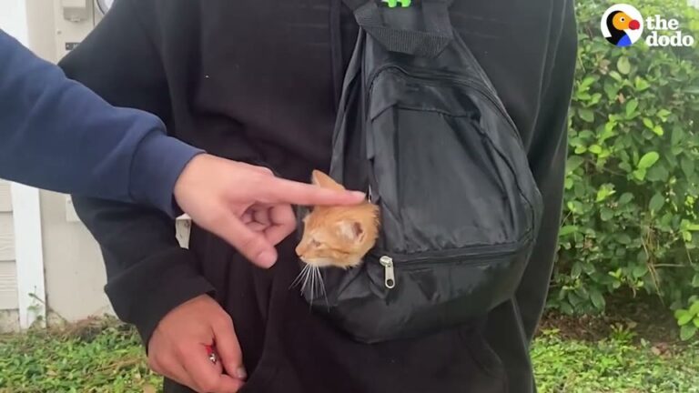 Musician Finds A Kitten Outside McDonald’s In Florida, Then Makes Him The Band’s Newest Member