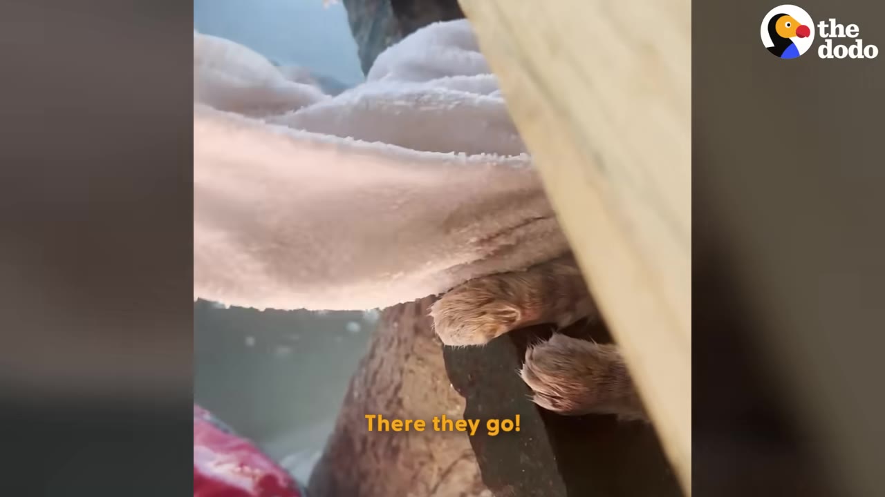 A close-up shot of an animal's furry paws being gently warmed and freed from a cold surface with a white towel.