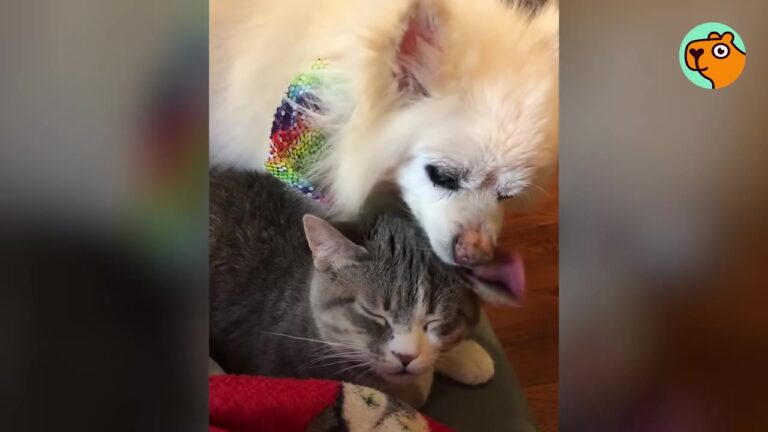 North Carolina Kitten Rejected By Other Cats Finds The Most Unexpected Protector, Then Tragedy Hits