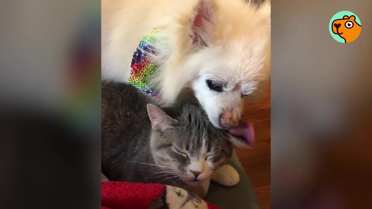 A fluffy white dog gently licks the head of a relaxed grey and white cat who has its eyes closed.