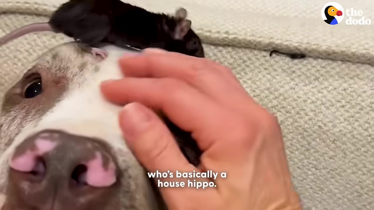 A close-up of a brown and white pit bull mix being petted on the head, with a small black mouse sitting on top of its head.