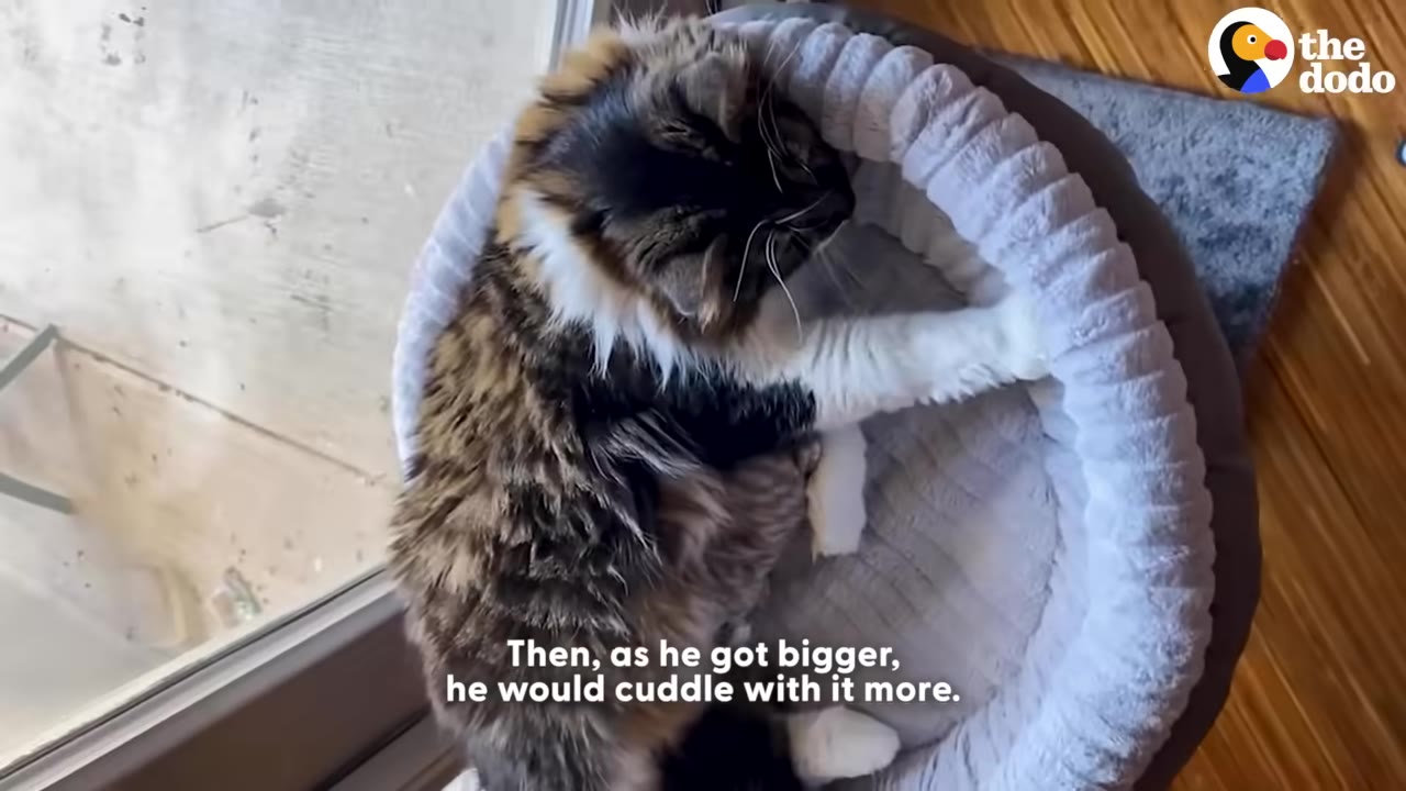 A fluffy long-haired tabby cat cuddles with a small white stuffed toy inside a round grey pet bed.