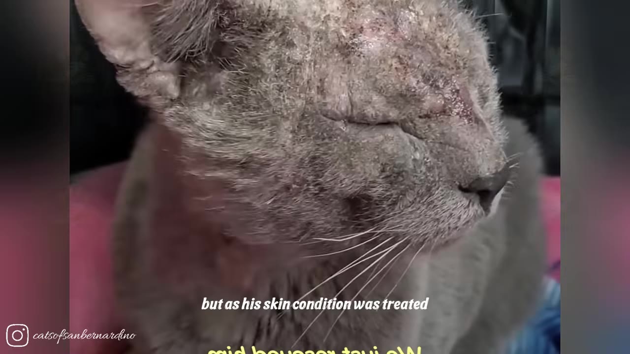 A close-up shot of a grey cat with severe scabbing and skin irritation on its forehead and face.