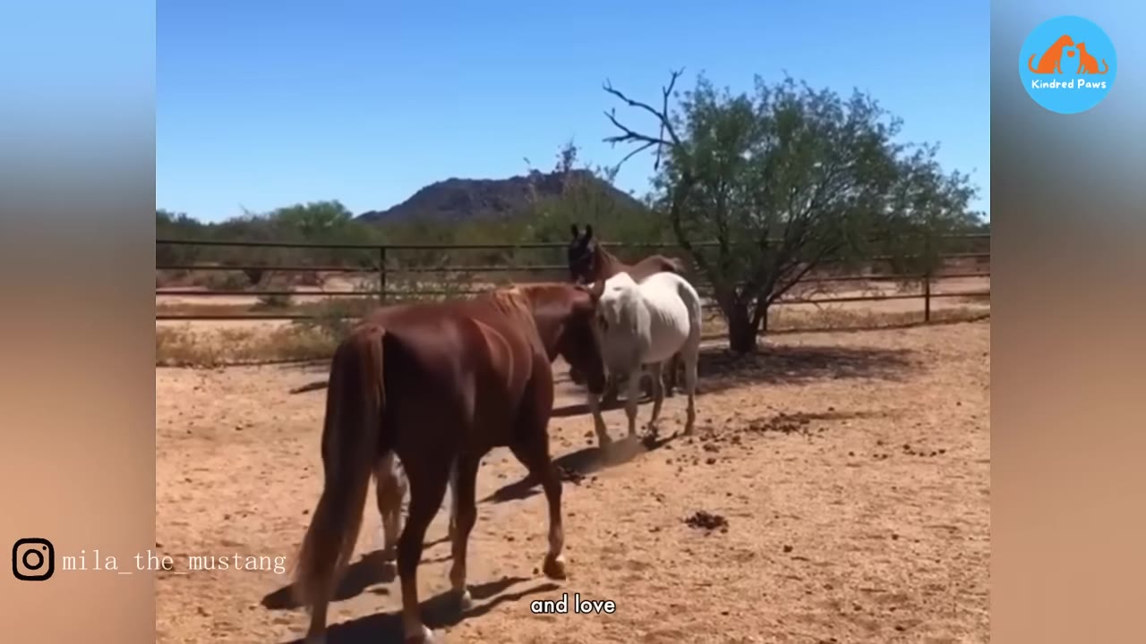 A brown horse and a white horse stand close together, touching heads in a dirt paddock under a clear blue sky.
