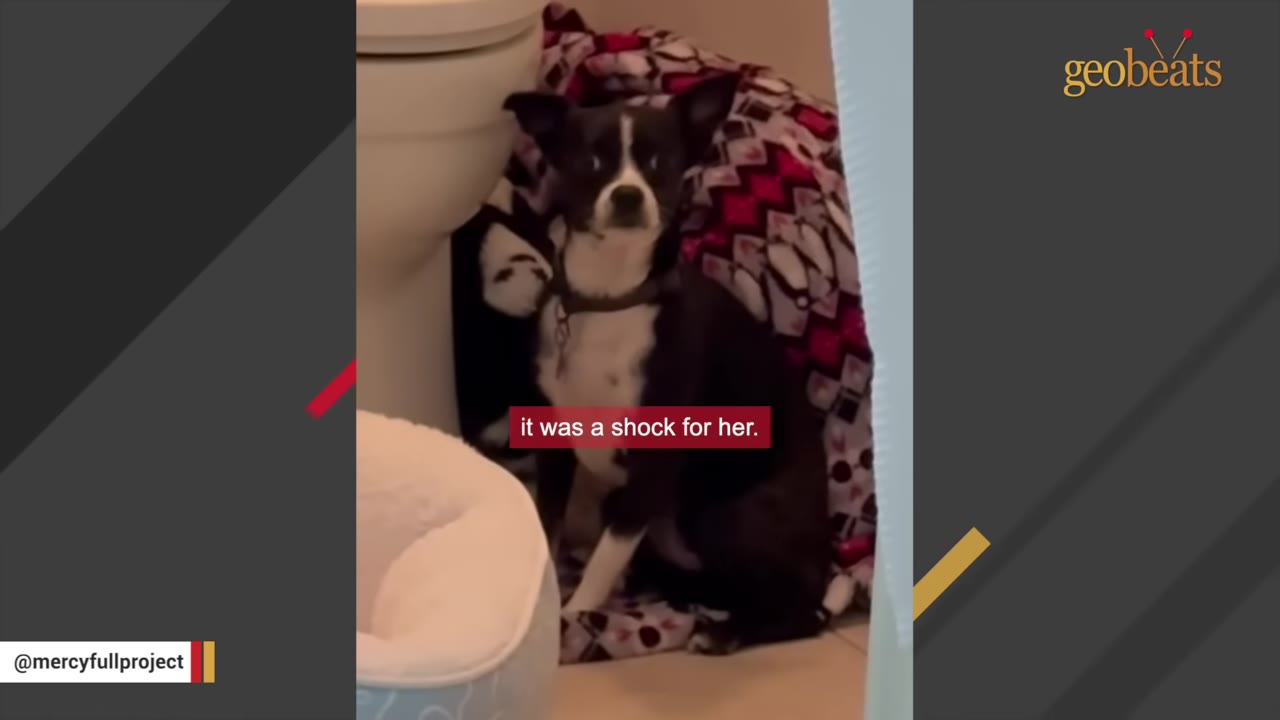 A small black and white dog sits tucked behind a toilet on a patterned blanket, looking wide-eyed and fearful.