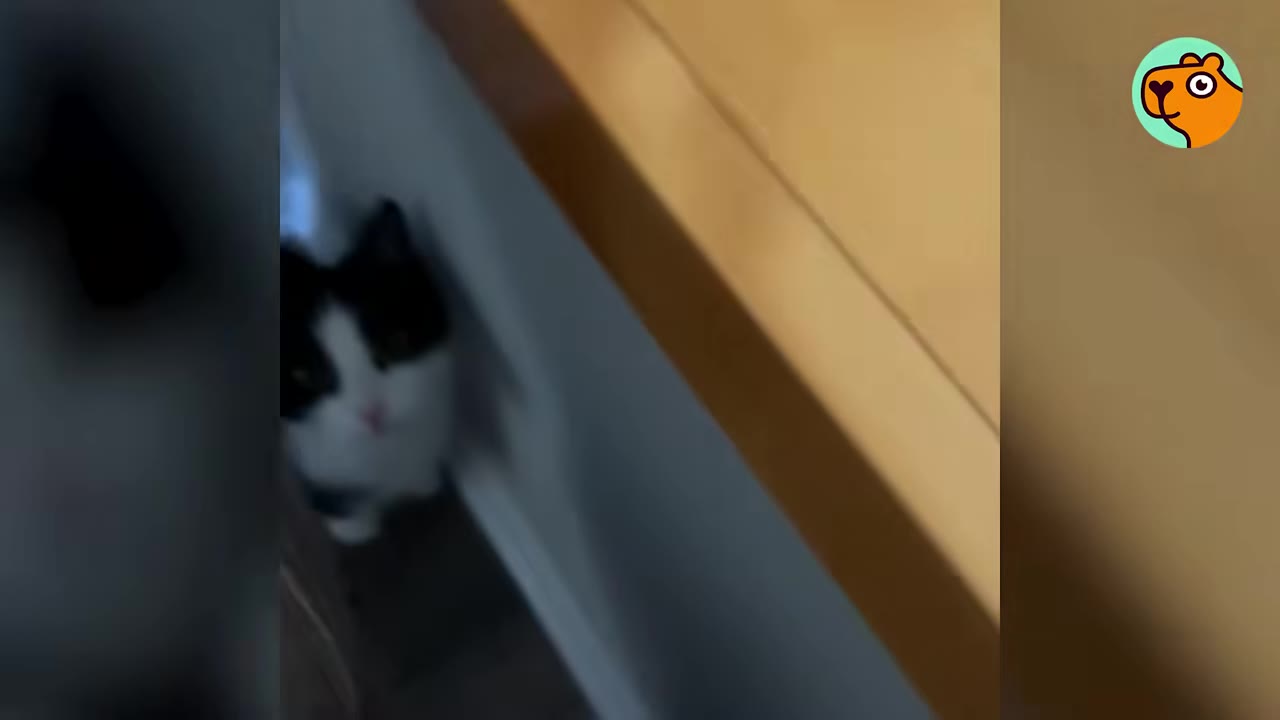A small black and white kitten peeking out from a narrow space behind a wooden table.