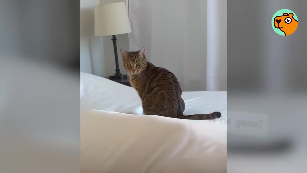 A brown tabby cat sits on a white bed, looking back over its shoulder with wide, alert eyes.